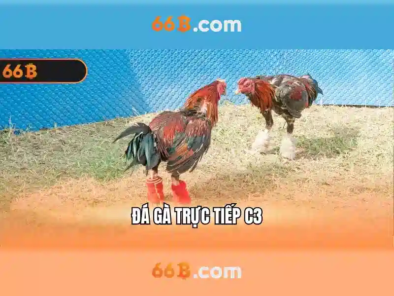 Đặc điểm và cơ sở dữ liệu của66b