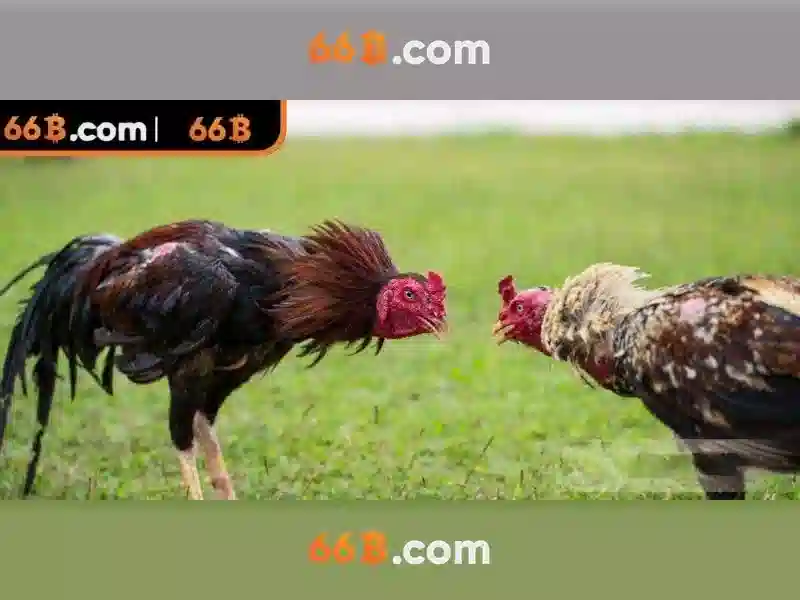 66B là gì?